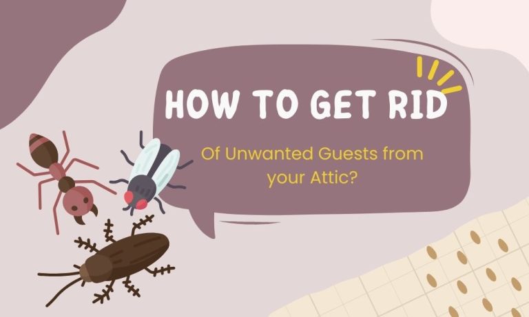 How to Get Rid of Unwanted Guests from your Attic